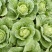 【精品】白菜净菜毛菜3-5全国供应基地直发欢迎联系