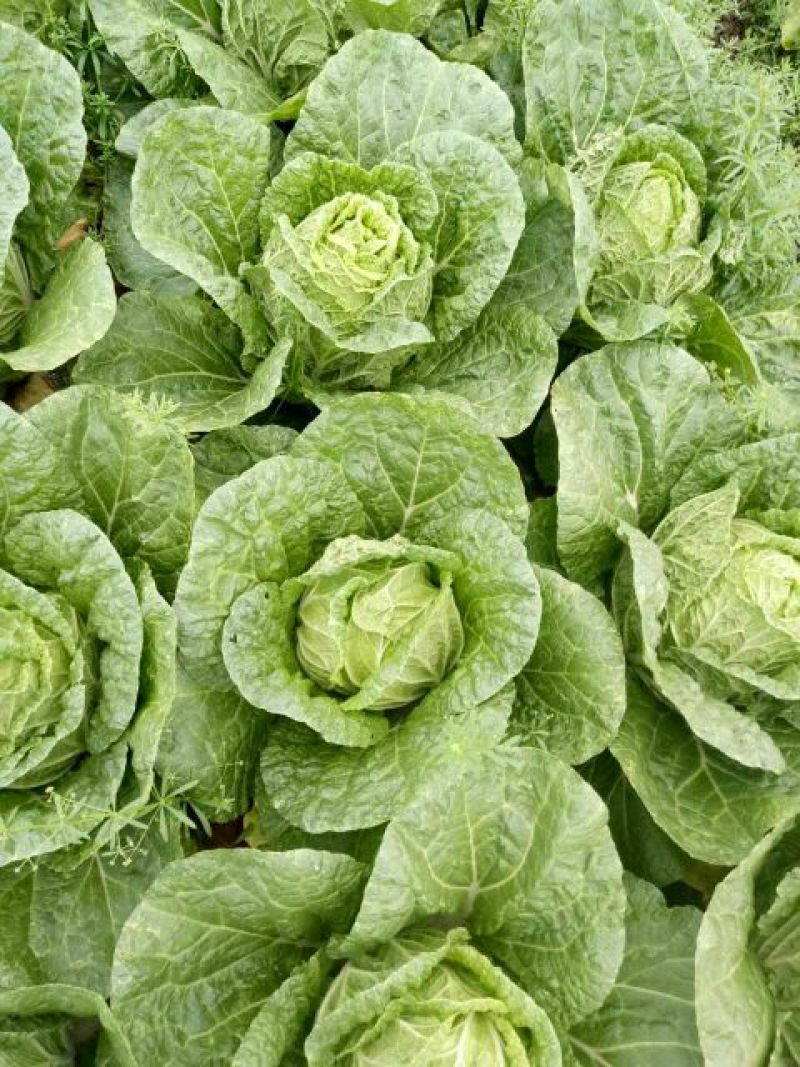 【精品】白菜净菜毛菜3-5全国供应基地直发欢迎联系