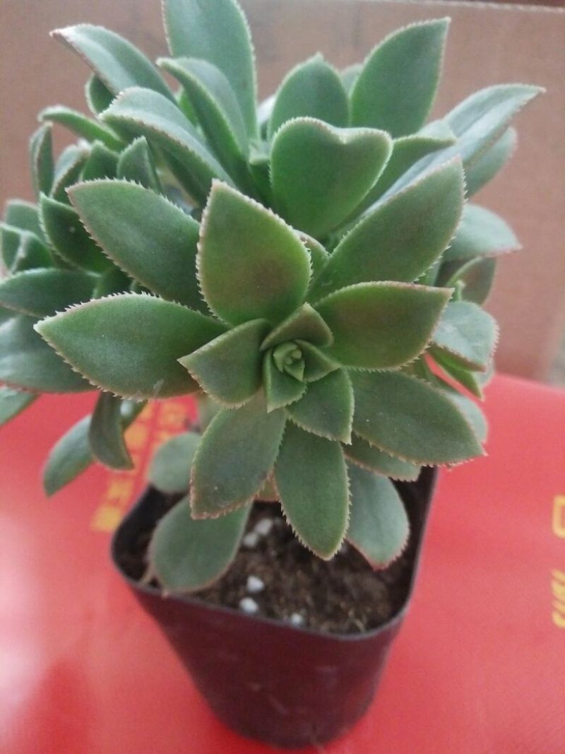 多肉植物不含盆