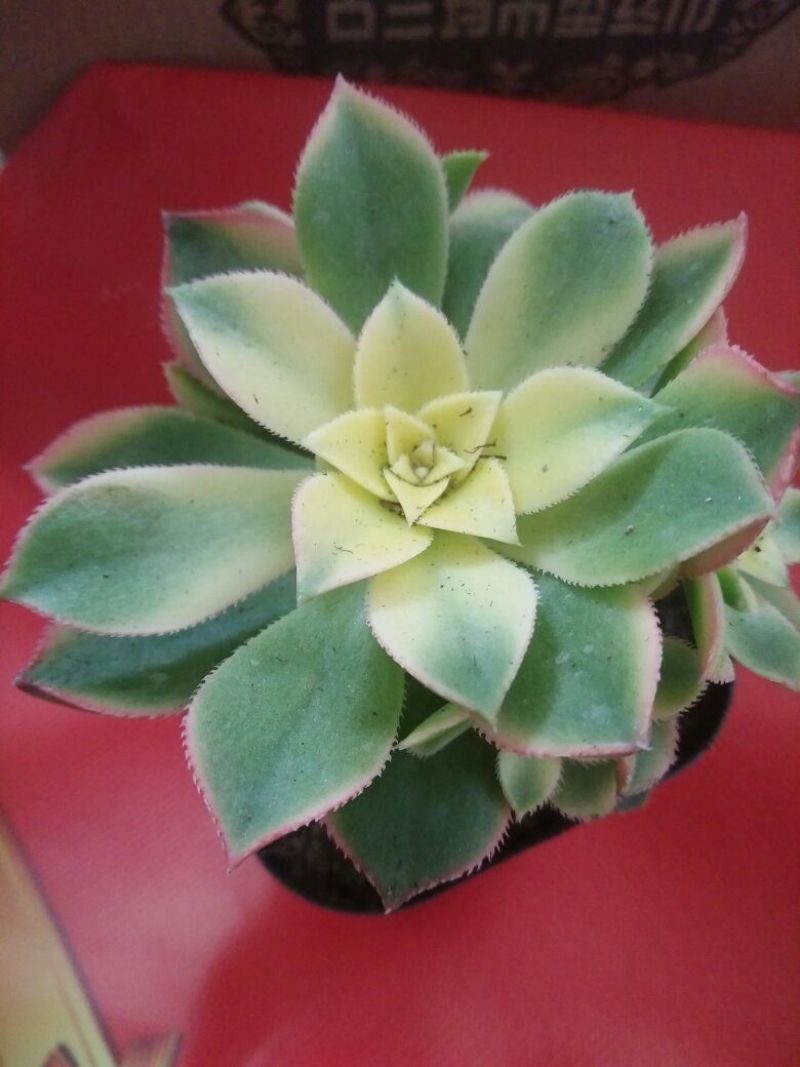 多肉植物不含盆