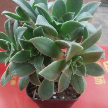 多肉植物不含盆