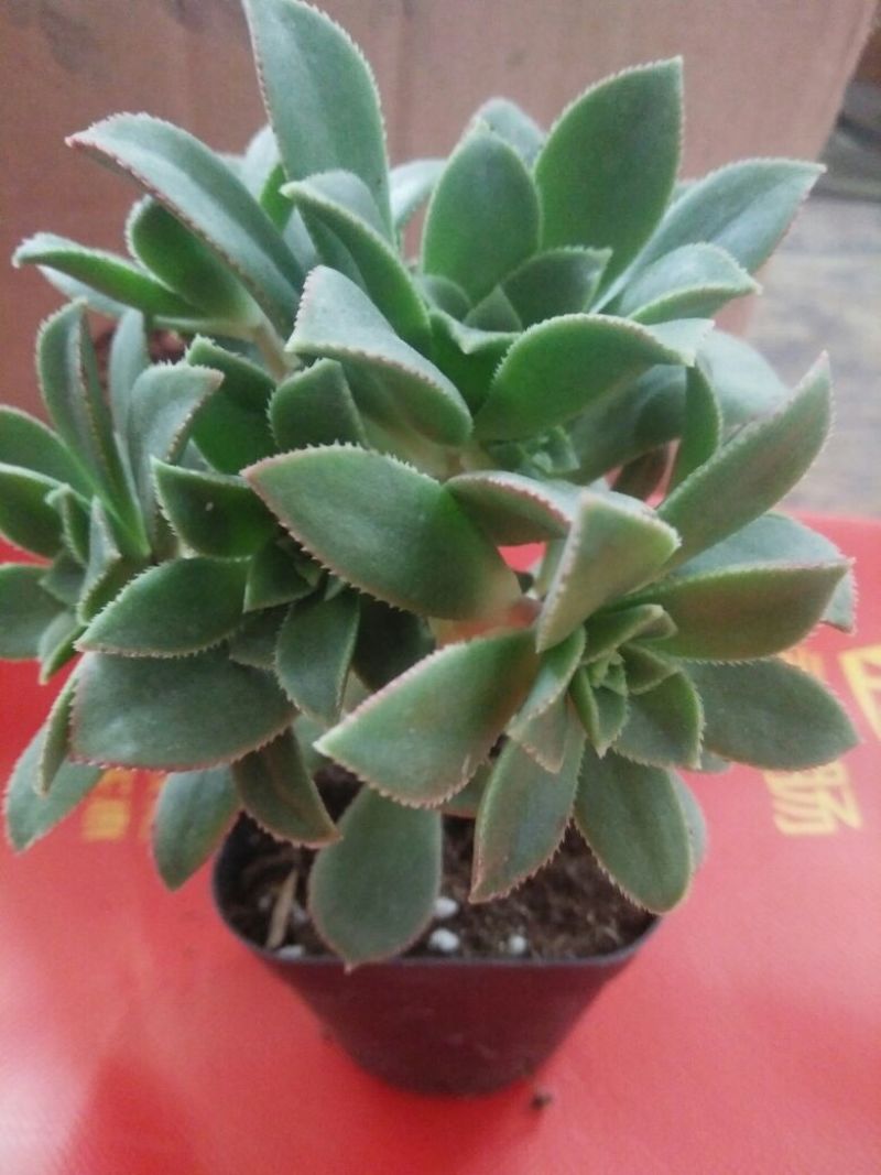 多肉植物不含盆