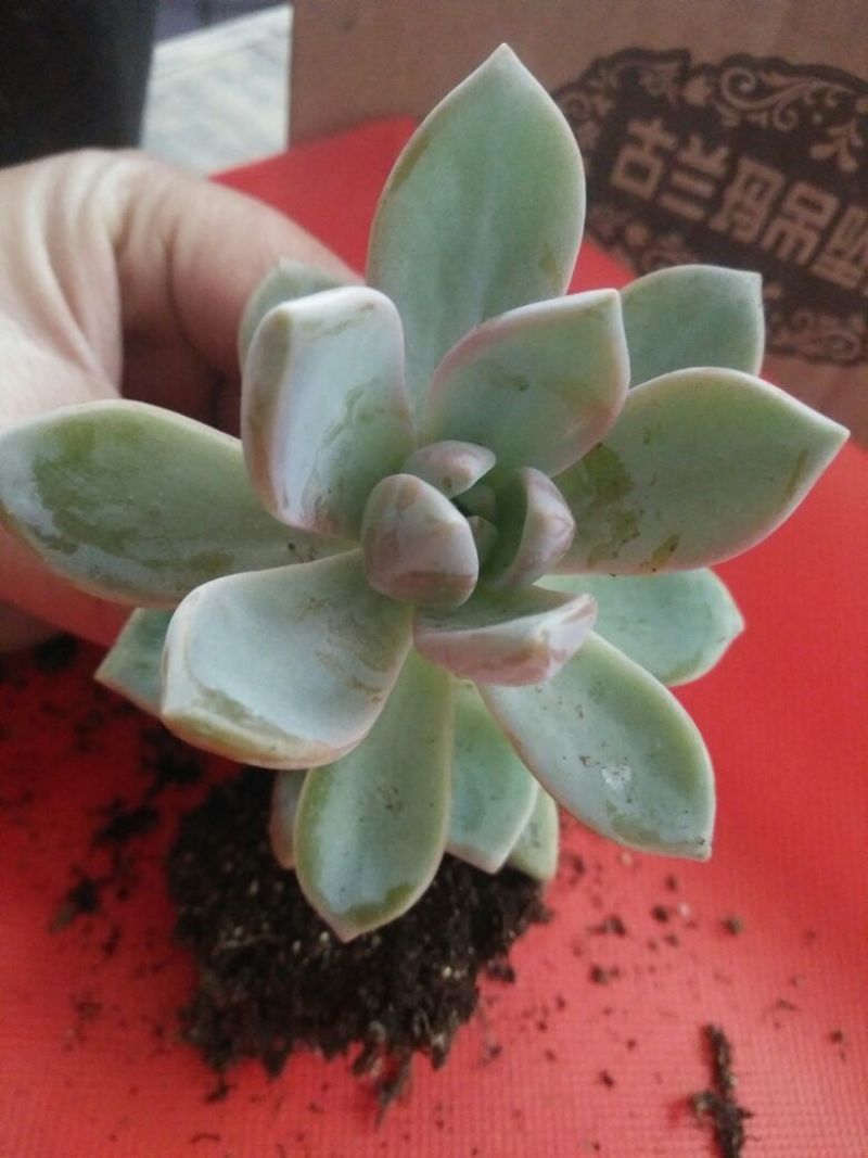 多肉植物不含盆