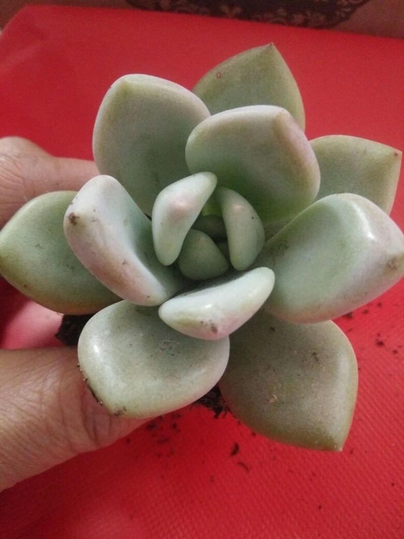 多肉植物不含盆