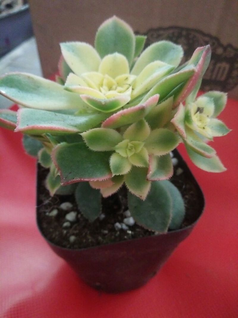 多肉植物不含盆