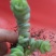 多肉植物不含盆