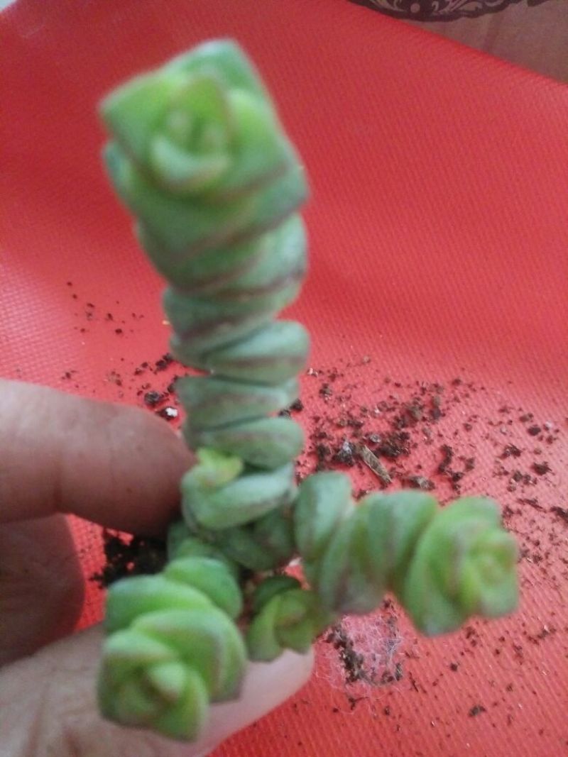 多肉植物不含盆
