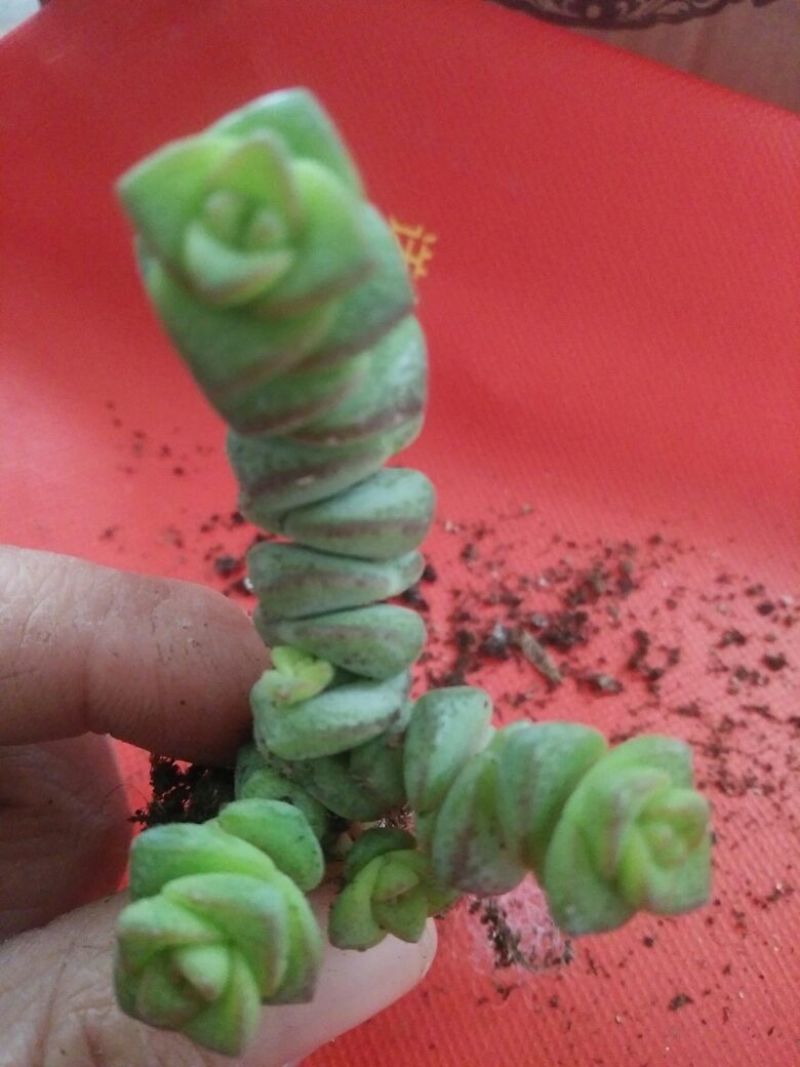 多肉植物不含盆