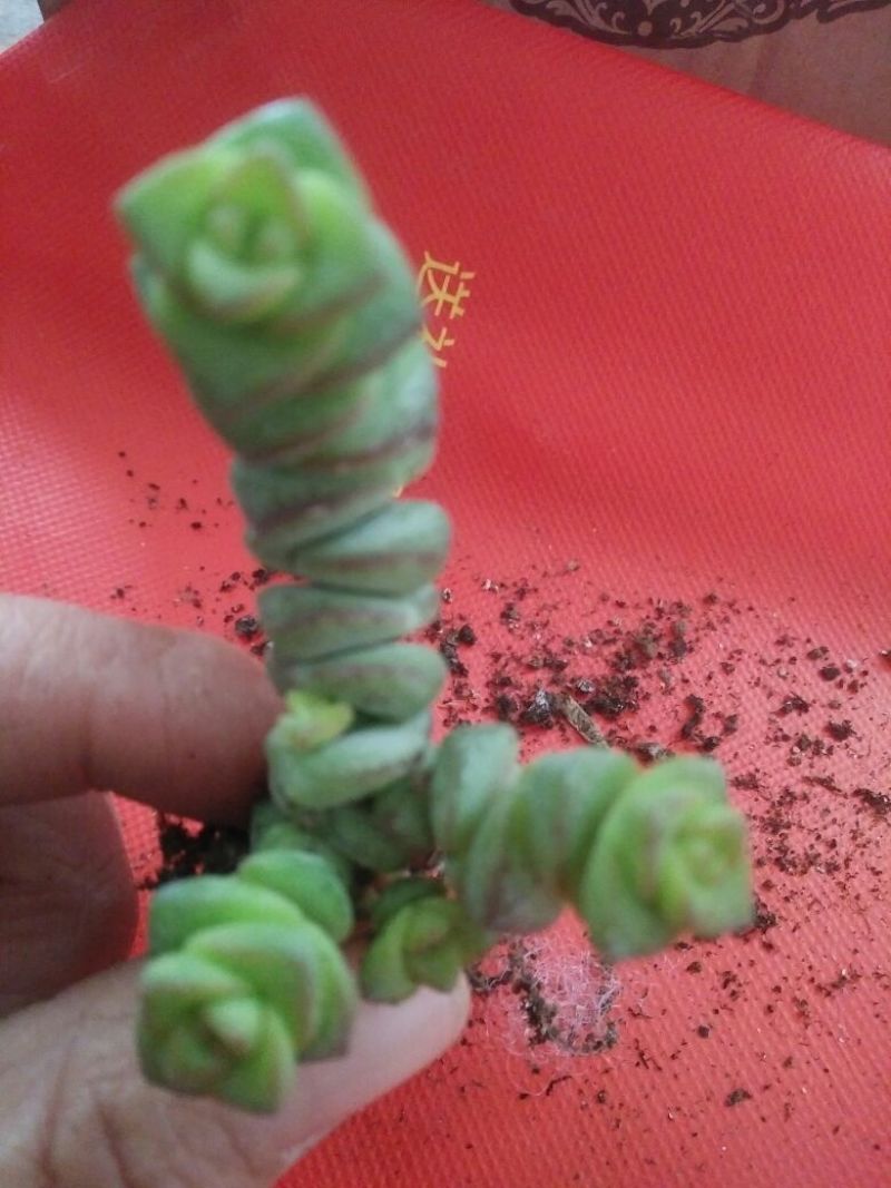 多肉植物不含盆