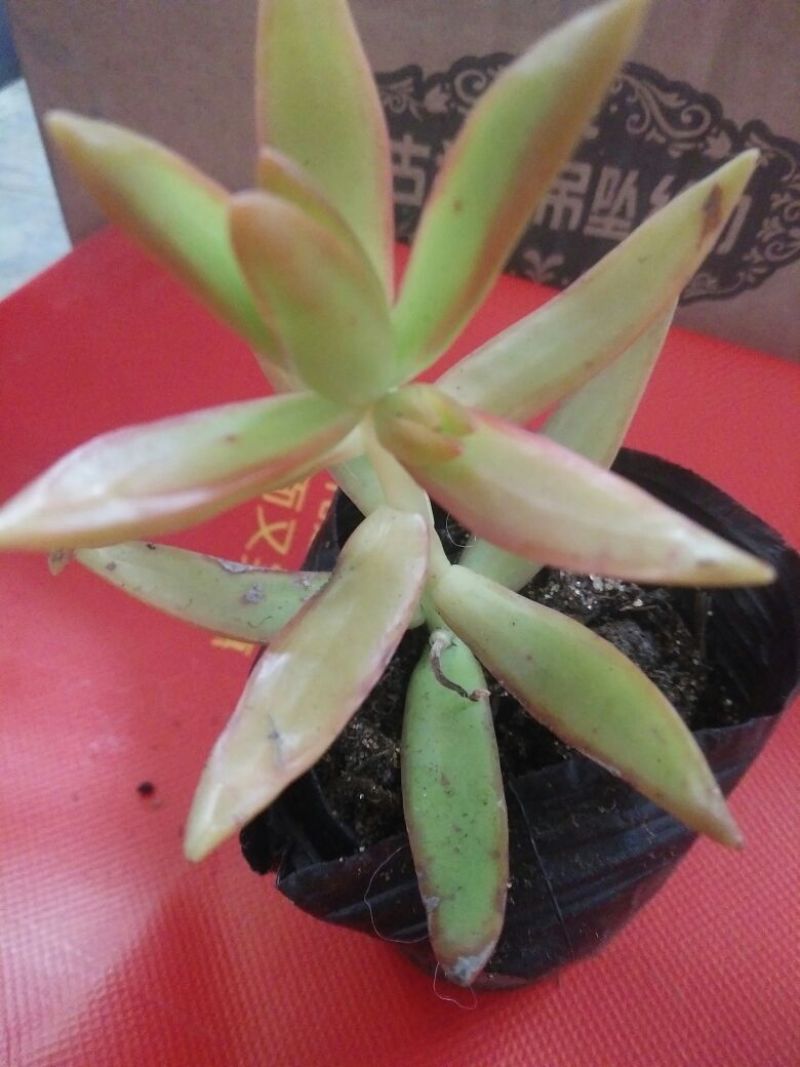 多肉植物不含盆