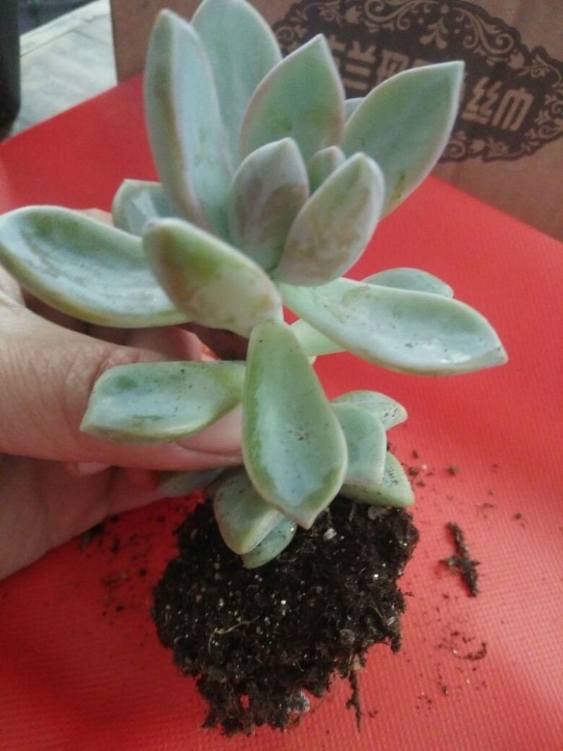 多肉植物不含盆