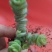 多肉植物不含盆