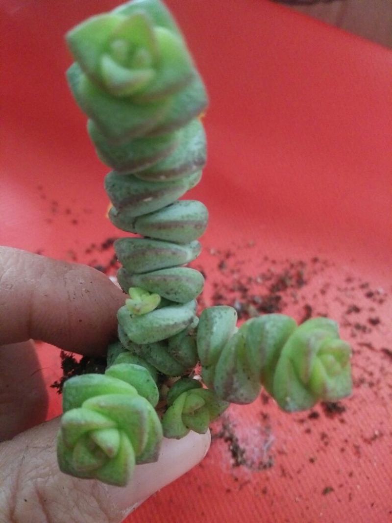 多肉植物不含盆