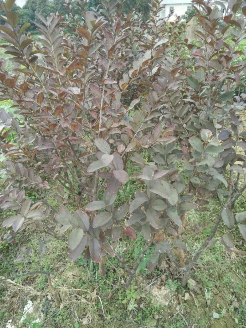 番石榴苗30~50cm