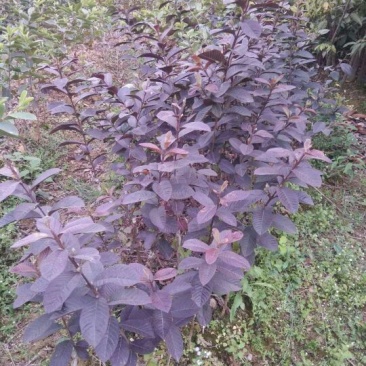 番石榴苗30~50cm