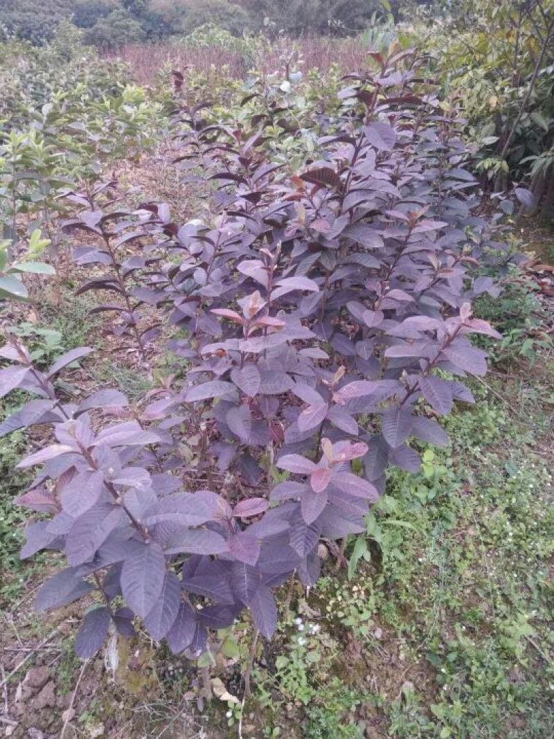 番石榴苗30~50cm