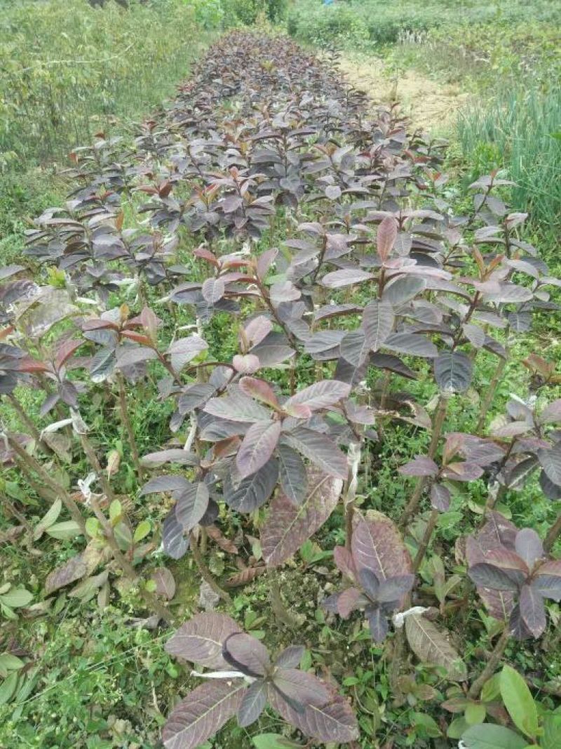 番石榴苗30~50cm