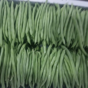 白花四季豆10~15cm