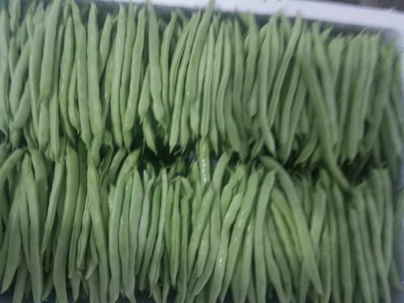 白花四季豆10~15cm