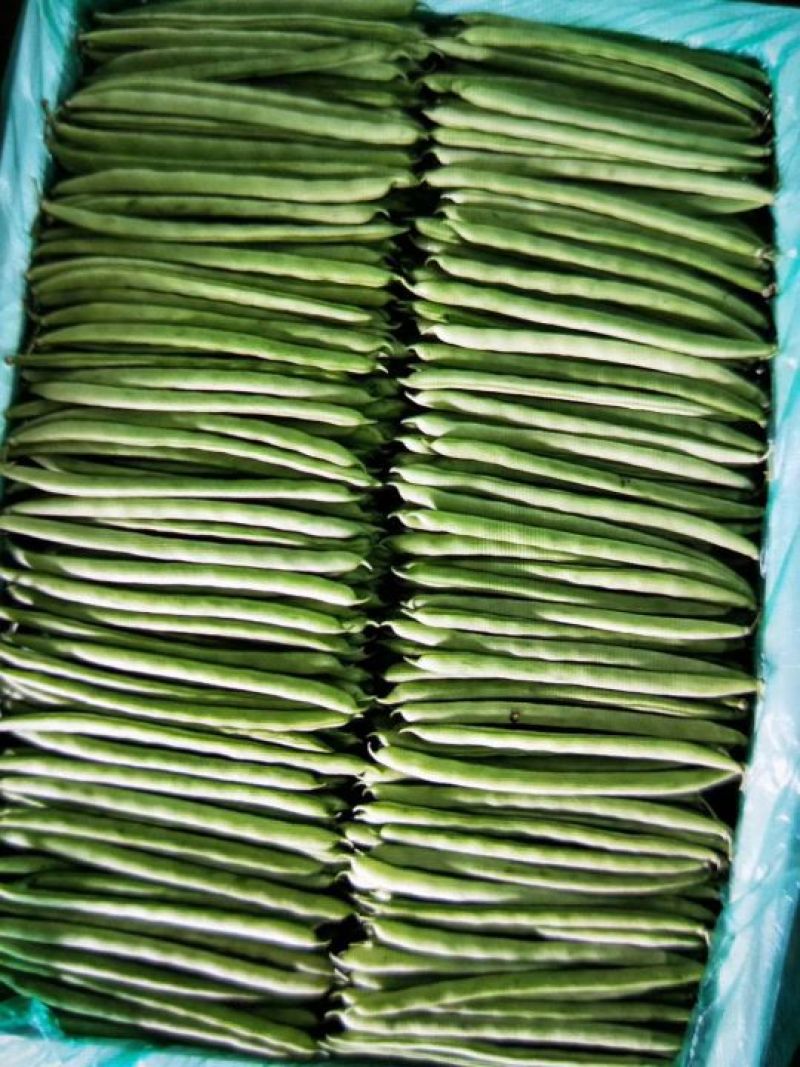 白花四季豆10~15cm