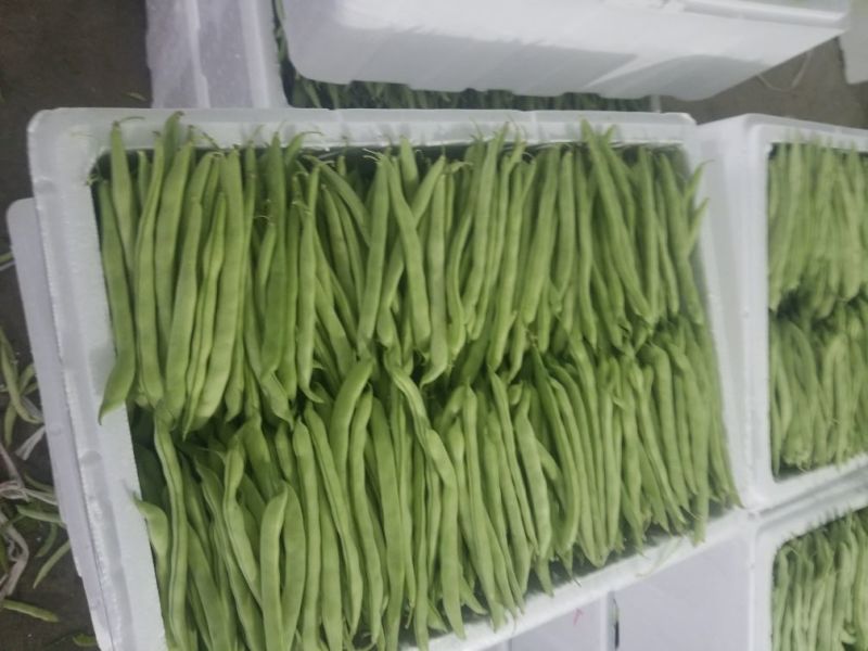 白花四季豆10~15cm