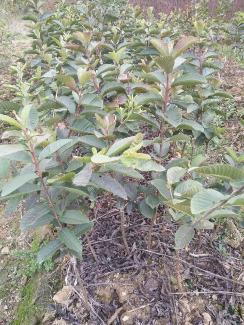 台湾珍珠番石榴苗30~50cm