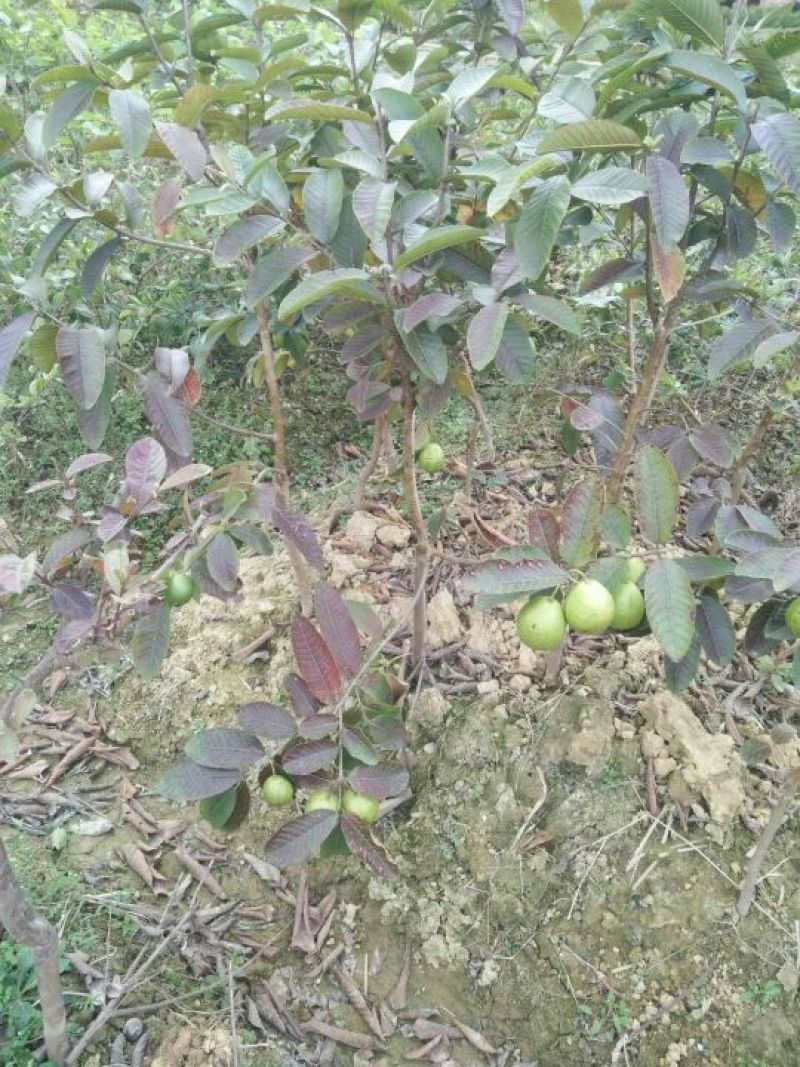 台湾珍珠番石榴苗30~50cm