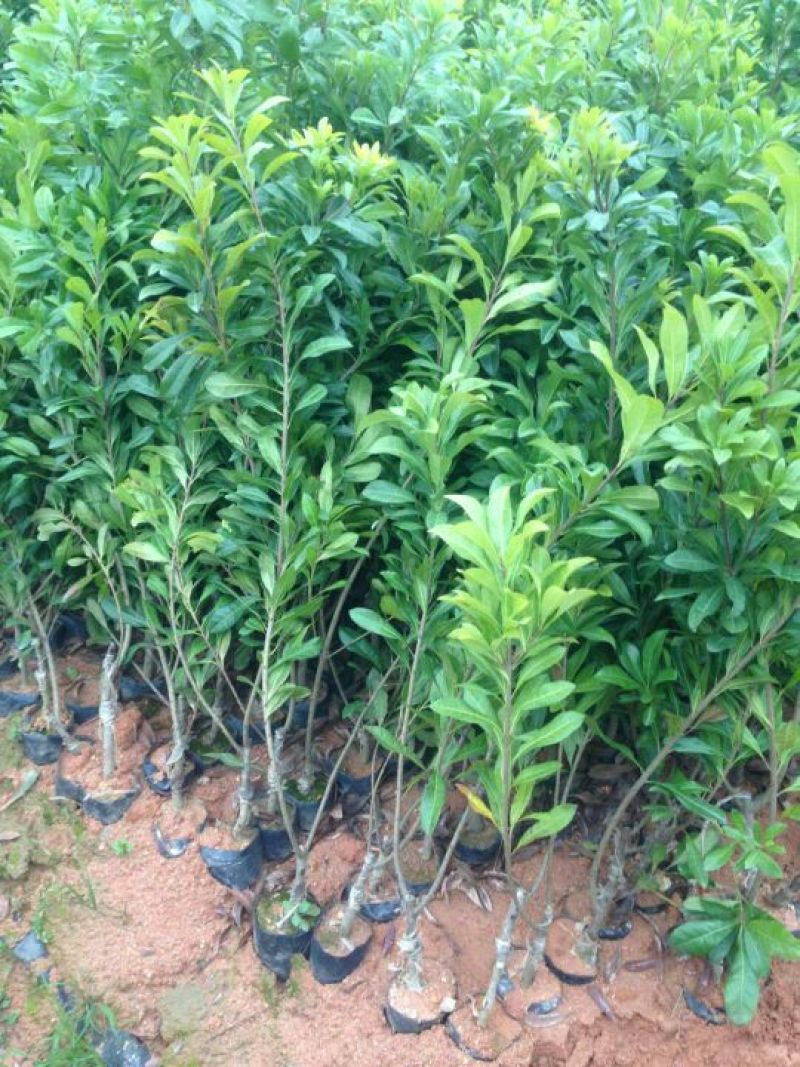 杨梅苗东魁杨梅，乌梅，黑炭杨梅，红梅