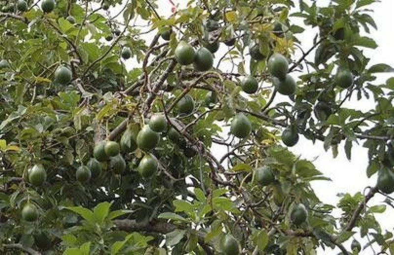 牛油果苗50~80cm