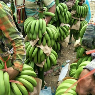 缅甸八莫片区实力代购香蕉