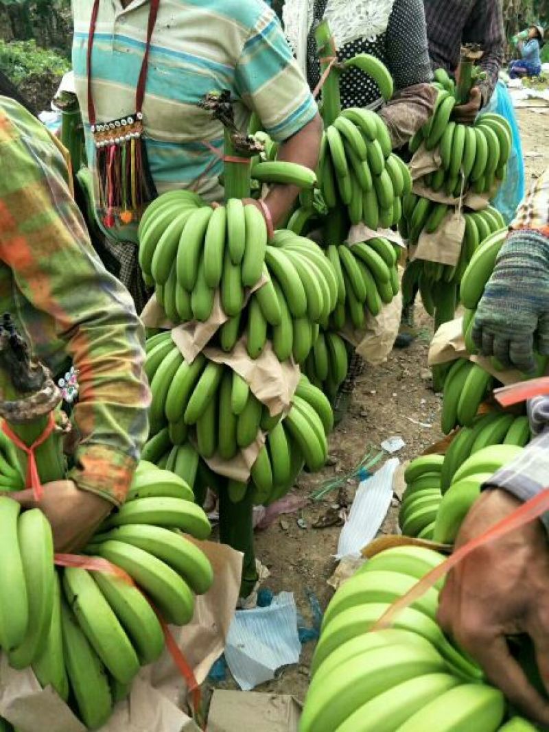 缅甸八莫片区实力代购香蕉