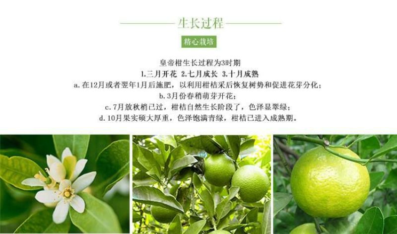 皇帝柑苗皇帝柑有名皇妃贡柑苗圃直销技术指导