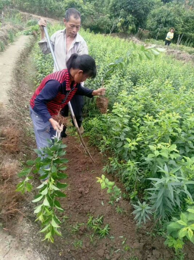 三华李苗基地直供/包成活率包技术指导/死苗断苗免费补发