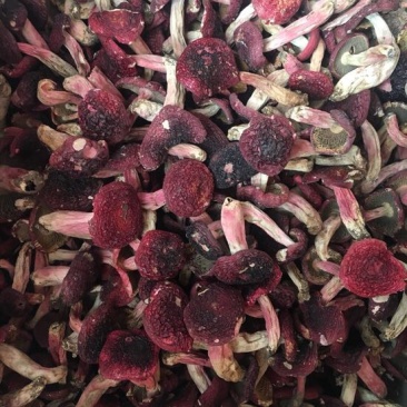 红菇大红菇，云南蓝底大红菇，云南食用菌批发