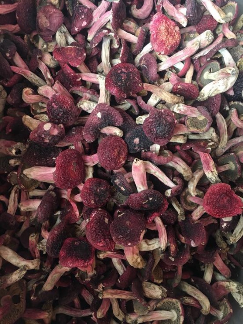 红菇大红菇，云南蓝底大红菇，云南食用菌批发