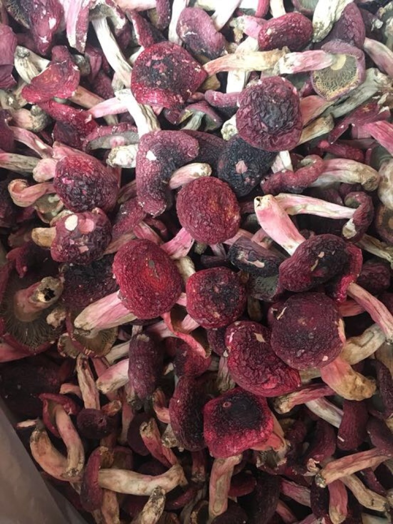 红菇大红菇，云南蓝底大红菇，云南食用菌批发