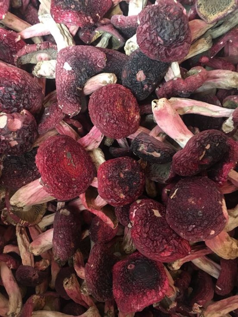 红菇大红菇，云南蓝底大红菇，云南食用菌批发