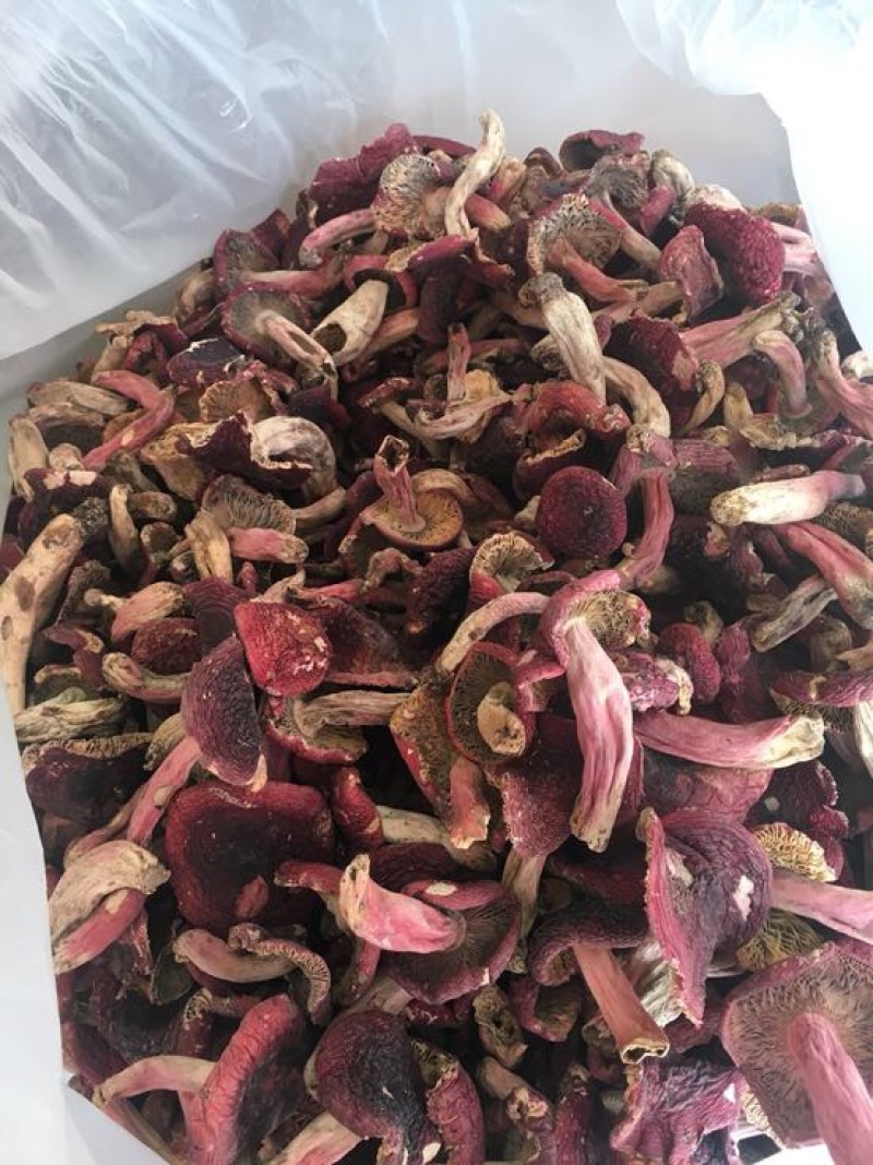 红菇大红菇，云南蓝底大红菇，云南食用菌批发