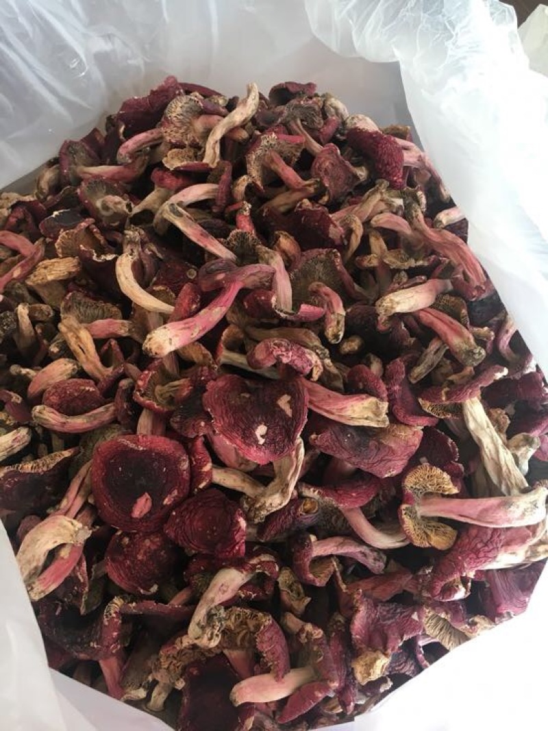 红菇大红菇，云南蓝底大红菇，云南食用菌批发