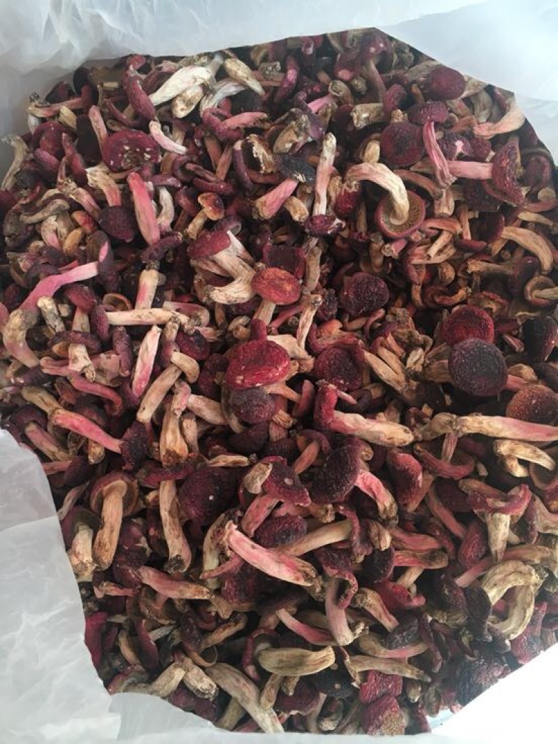 红菇大红菇，云南蓝底大红菇，云南食用菌批发