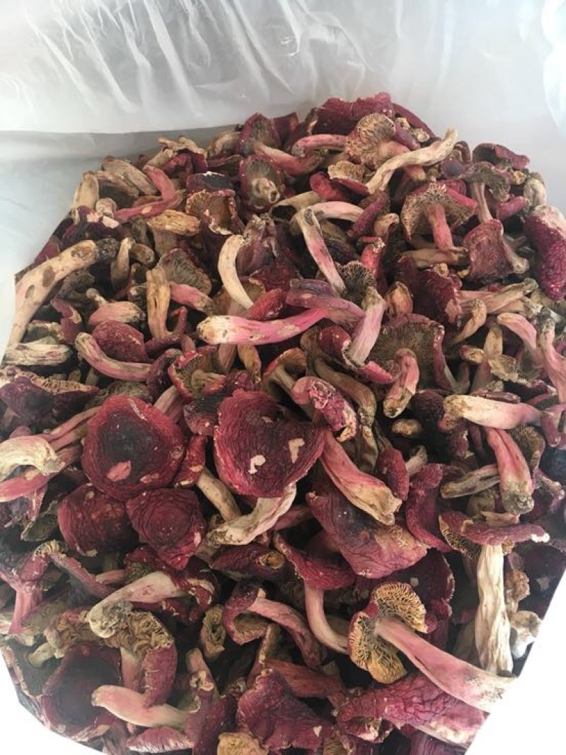 红菇大红菇，云南蓝底大红菇，云南食用菌批发