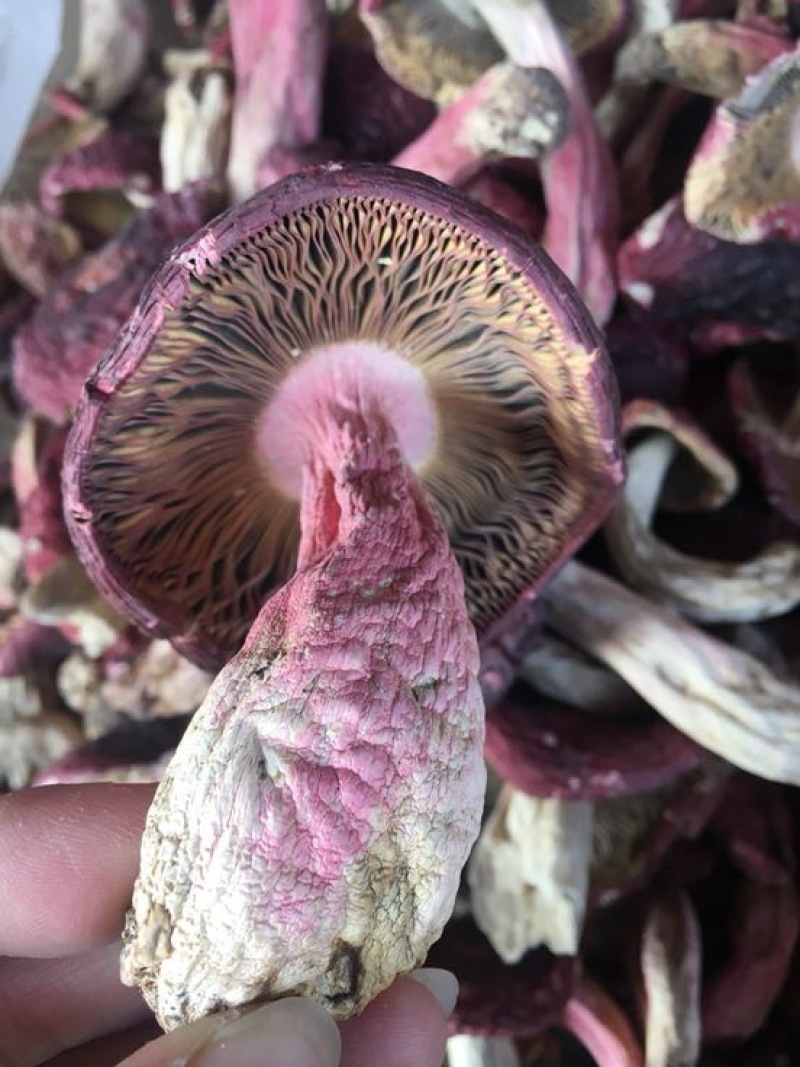 红菇大红菇，云南蓝底大红菇，云南食用菌批发