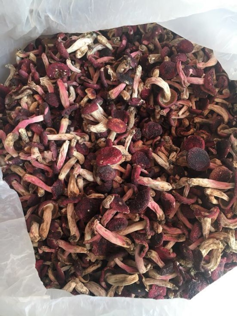 红菇大红菇，云南蓝底大红菇，云南食用菌批发