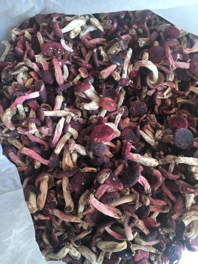 红菇大红菇，云南蓝底大红菇，云南食用菌批发