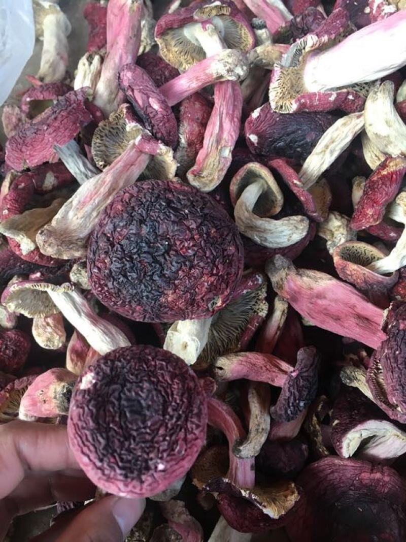 红菇大红菇，云南蓝底大红菇，云南食用菌批发