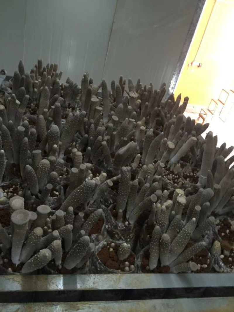 虎奶菇一级3cm