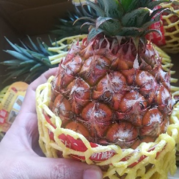 凤梨台湾金钻凤梨