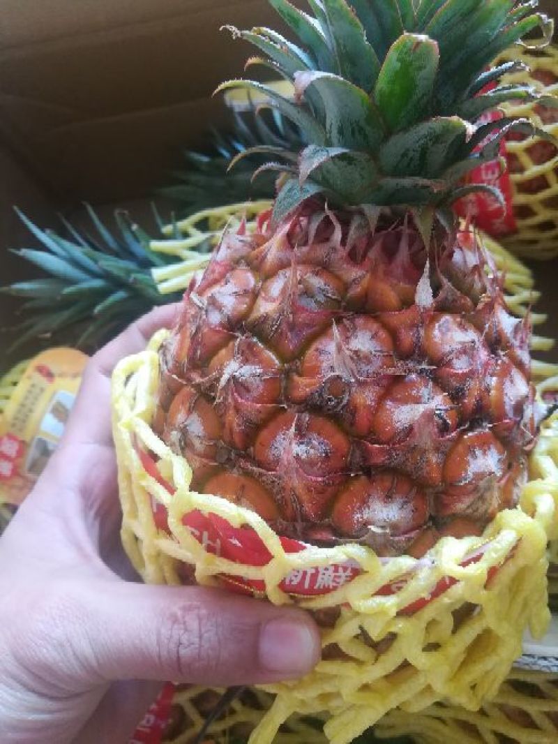 凤梨台湾金钻凤梨