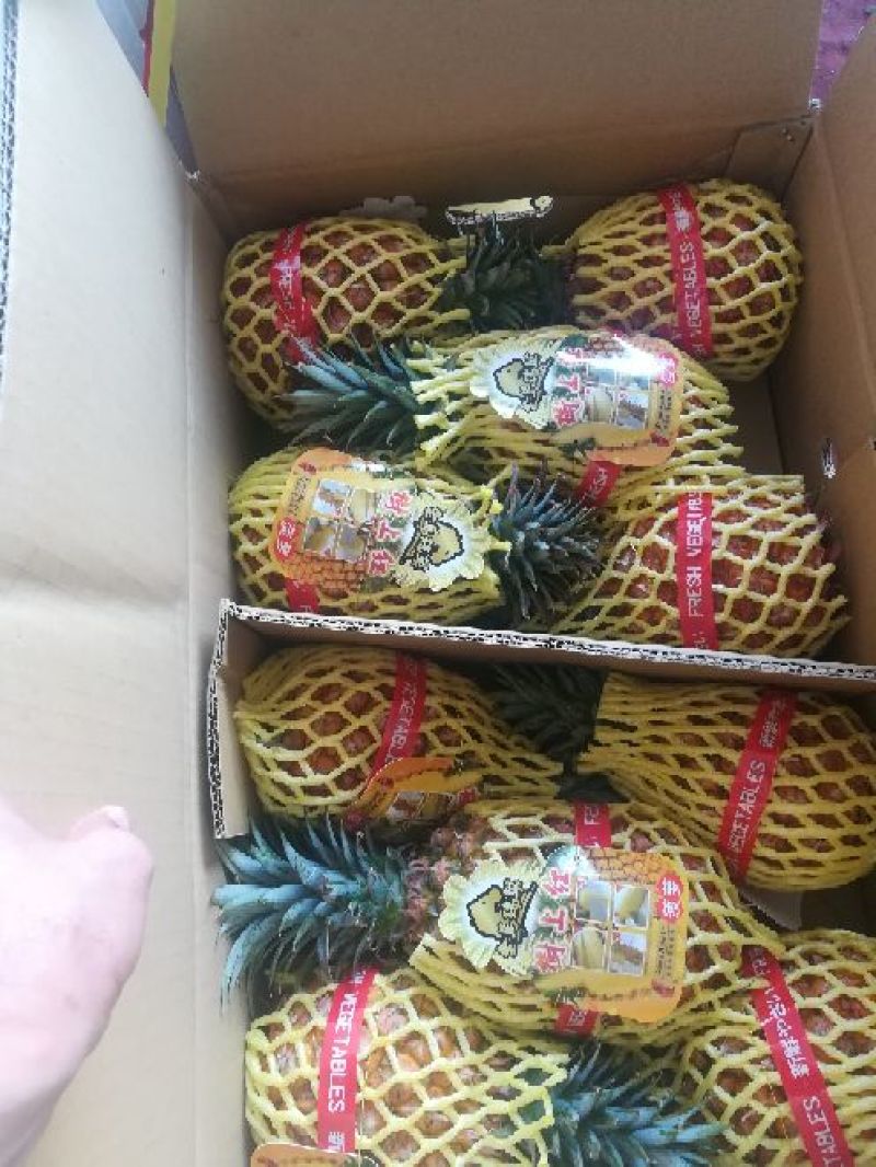 凤梨台湾金钻凤梨