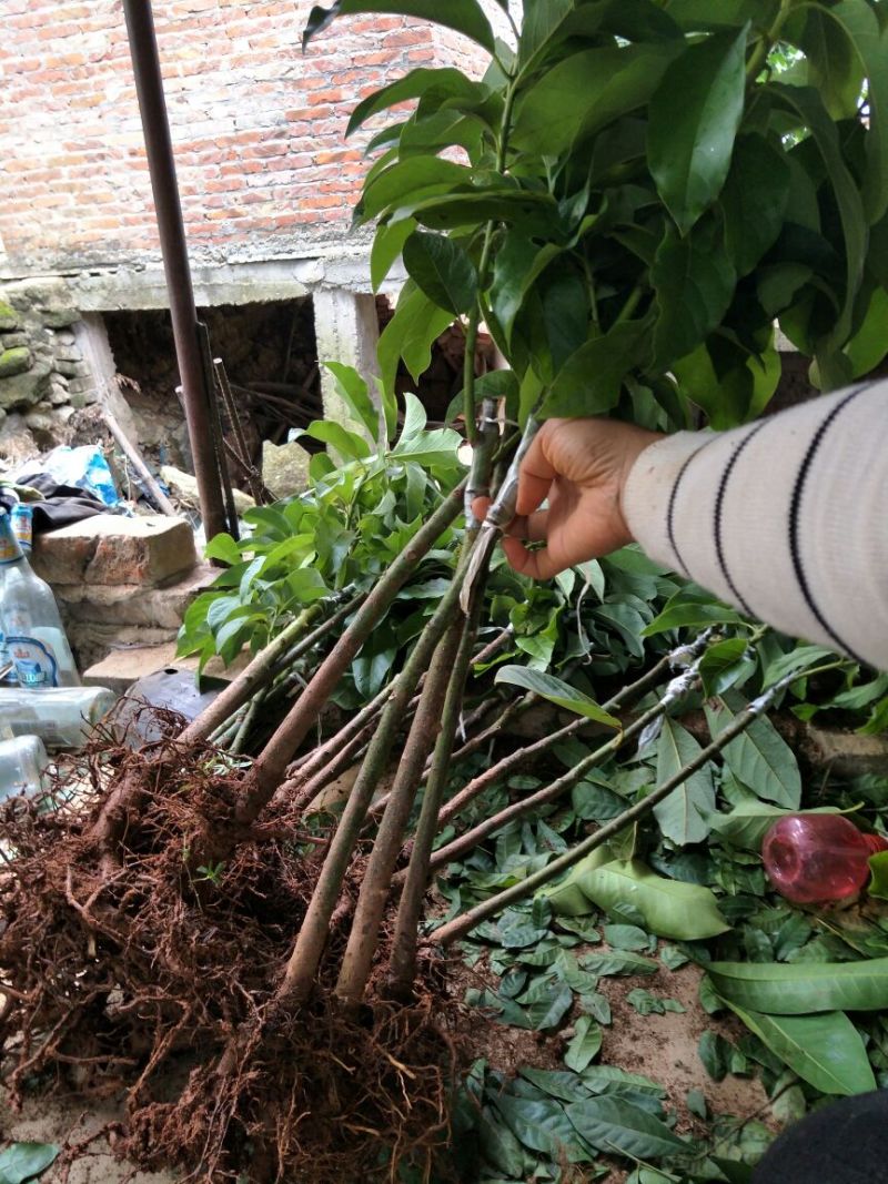 牛油果苗购苗提供技术苗圃直销包技术指导欢迎客商联系